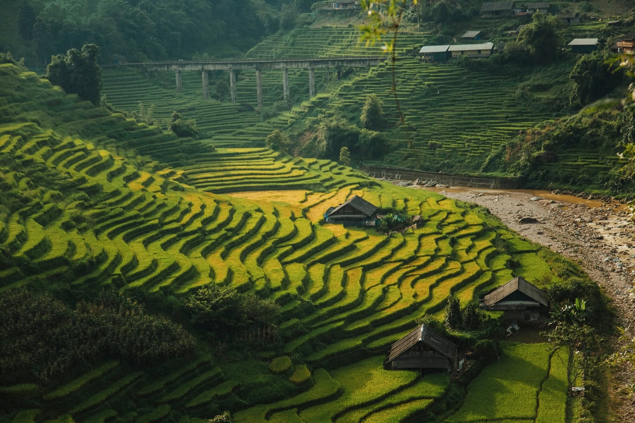 Rice fields change color in Ta Van, Nam Cang terraced fields