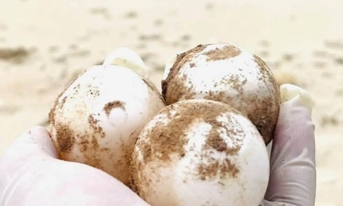 Large hawksbill sea turtle lays over 101 eggs on Hon Cau island