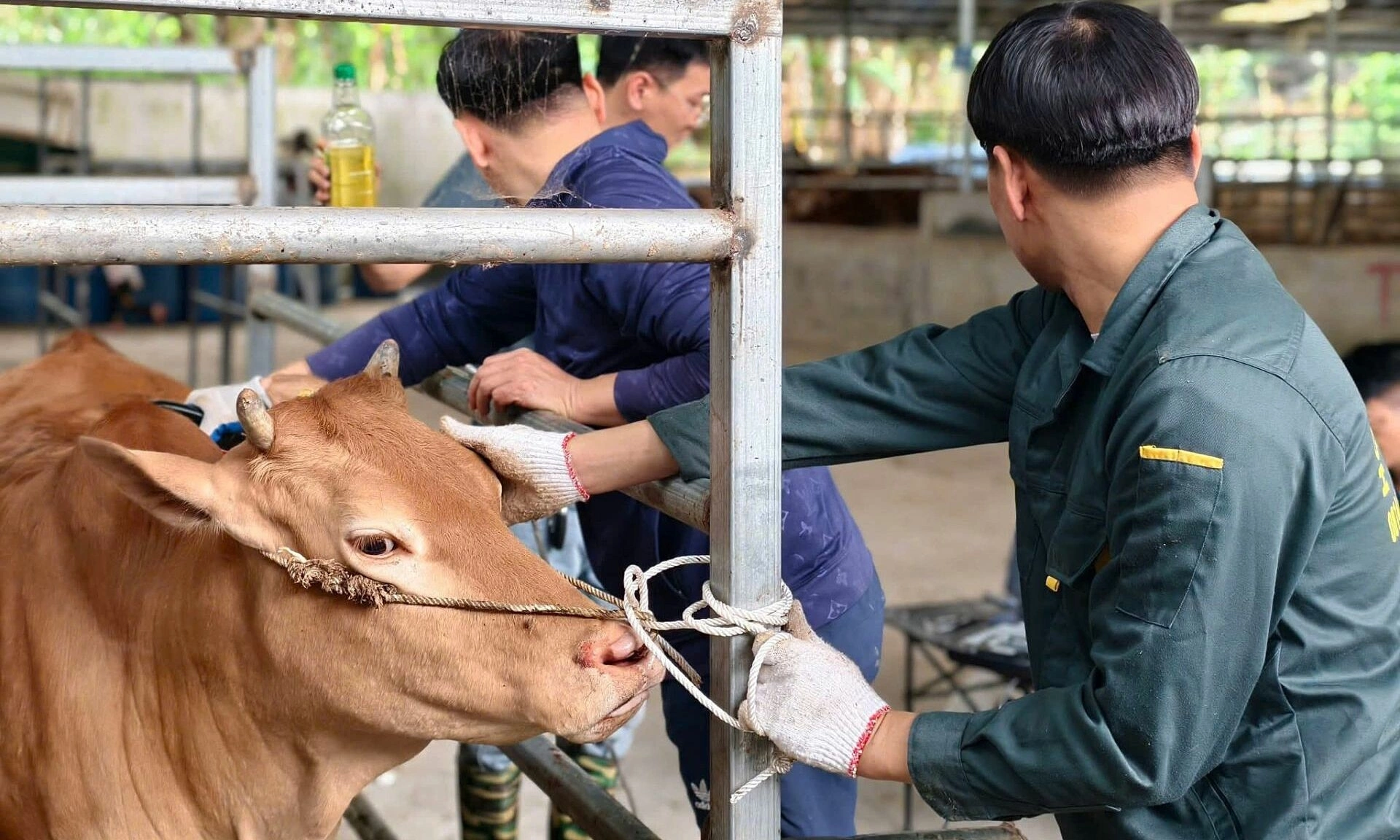 Vietnam develops H'Mong cattle to compete with Wagyu