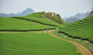 Ecopark-linked firms propose real estate project in Moc Chau