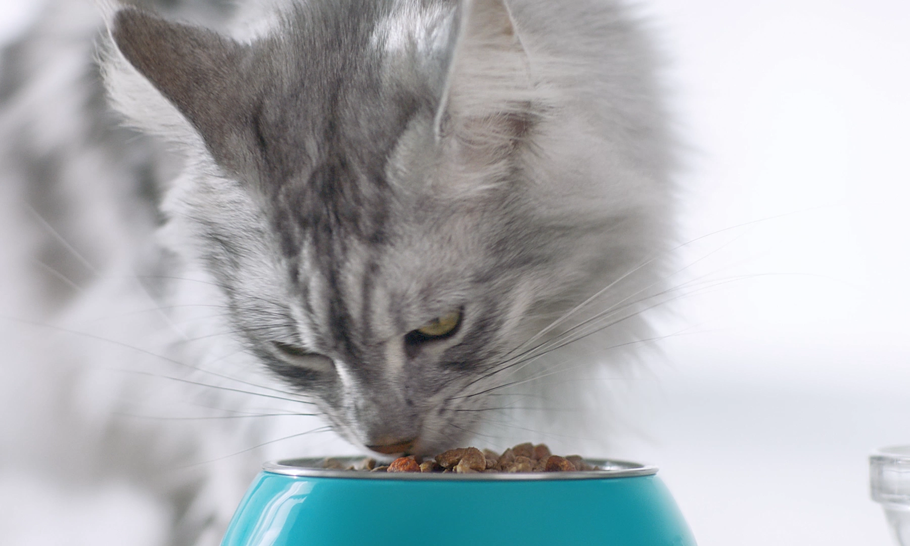 Nutritional regimes for cats across different age groups