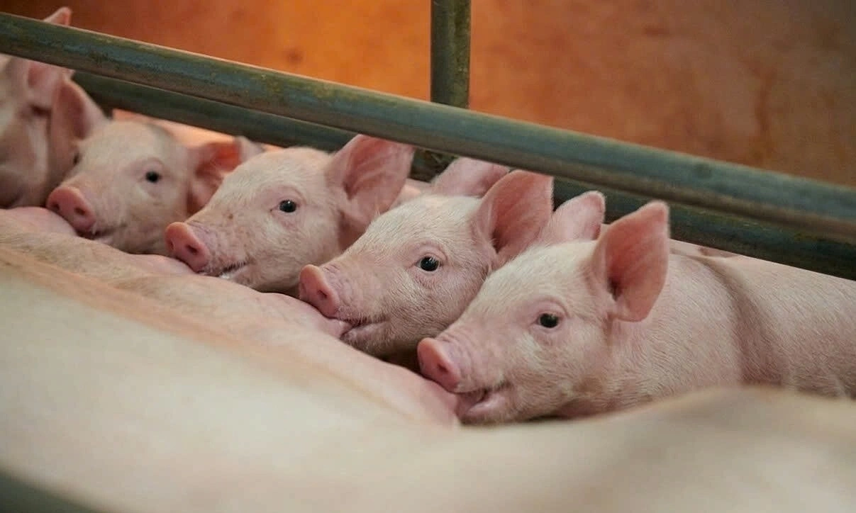 Greenfeed launches G.Nutri Premium supplementary milk for piglets