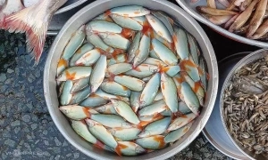 Freshwater dolphin fish fetches over 600,000 dong per kilogram