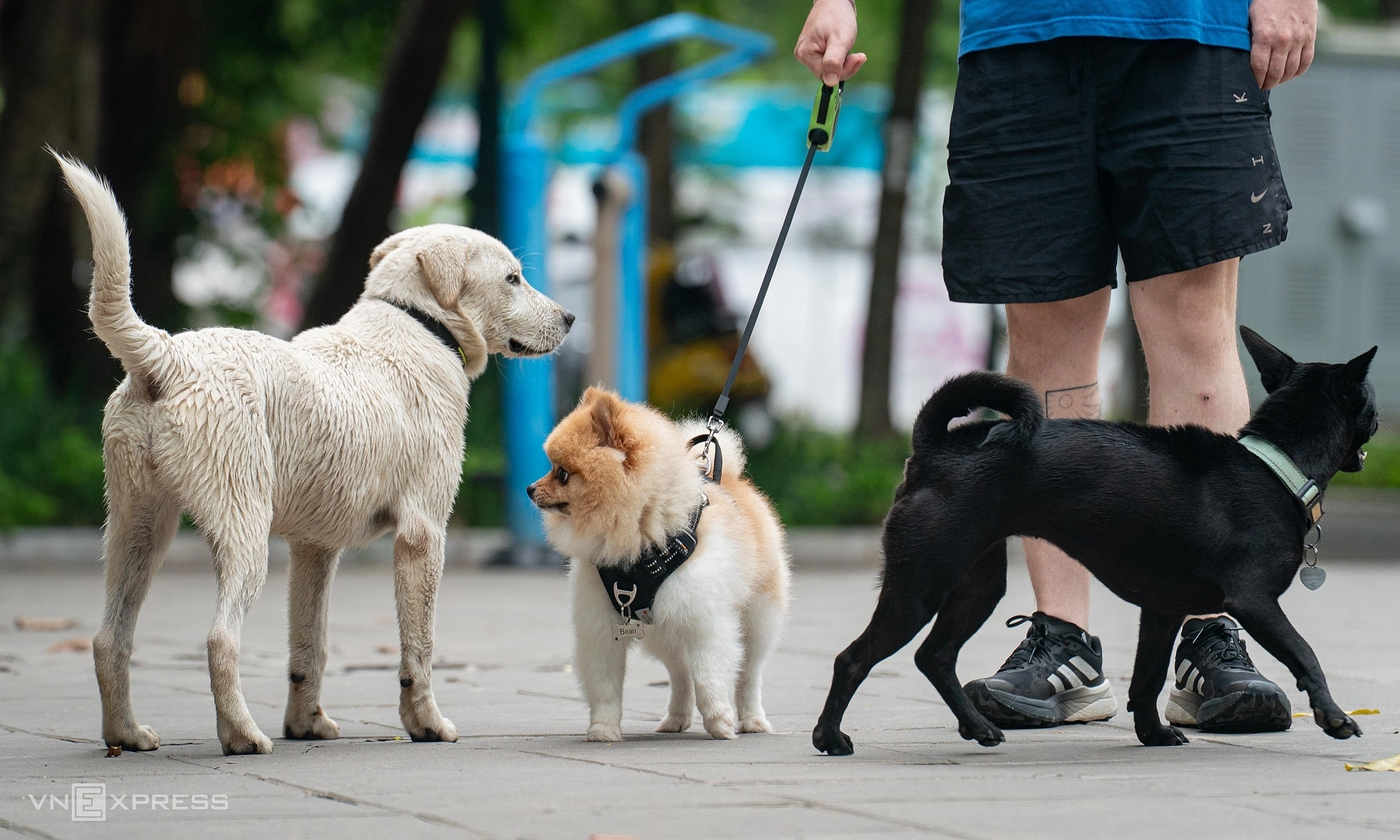 Over 101,000 people in Ho Chi Minh City bitten by dogs and cats, 6 deaths