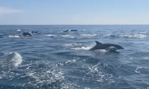Pod of an estimated 1,000 dolphins appears near Phu Quy island