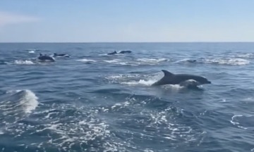Pod of an estimated 1,000 dolphins appears near Phu Quy island