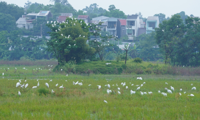 Thousands of storks appear in Hue City center