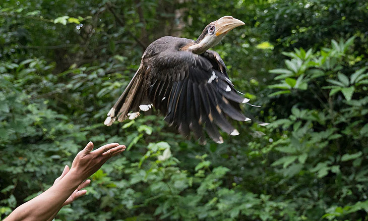 Pig-tailed macaques, Indian hawk-eagles released into Phong Nha - Ke Bang National Park