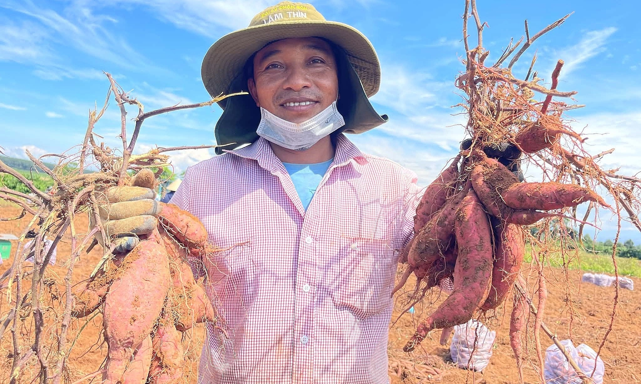 Sweet potato prices rise, but farmers still lose profit