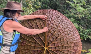 Giant flower species discovered thanks to a 5-year-old photo