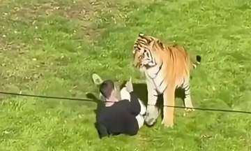 Man dies after entering tiger enclosure in UK