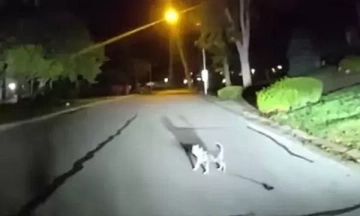 Dog leads police to owner's home, saving him in the middle of the night
