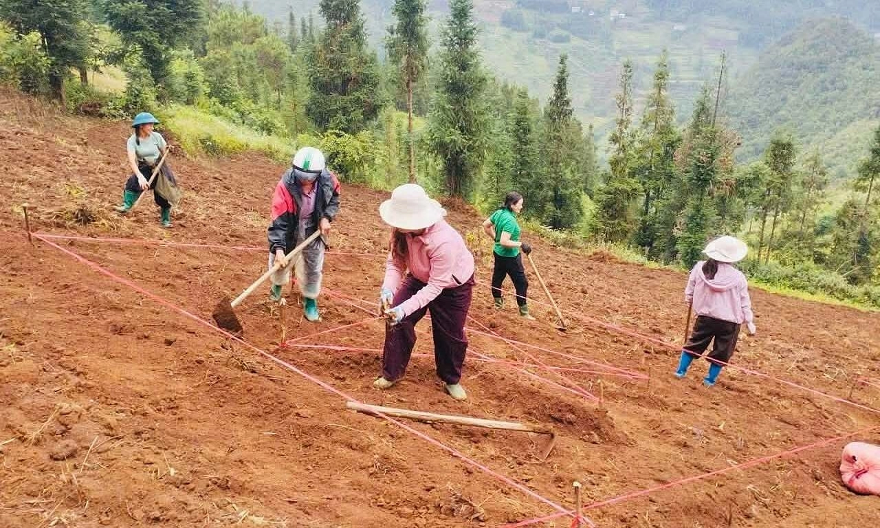 Lung Cu plants 70 hectares of buckwheat flowers for the 2026 festival season