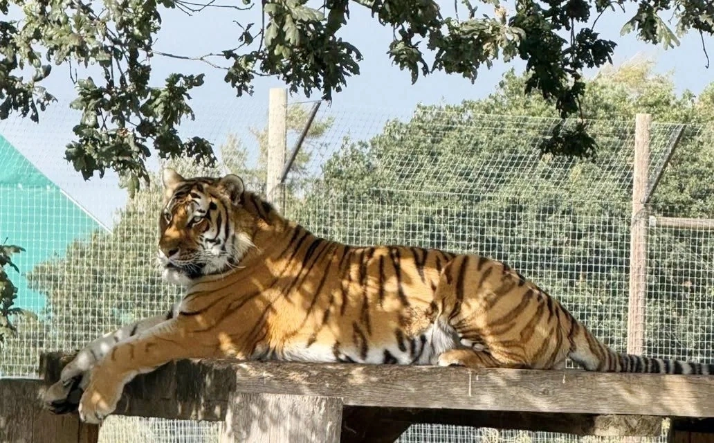 Witnesses recount moment man intentionally entered tiger enclosure