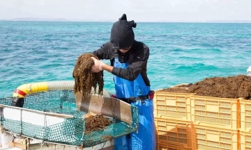 Brown seaweed: ocean nutrient beneficial for health