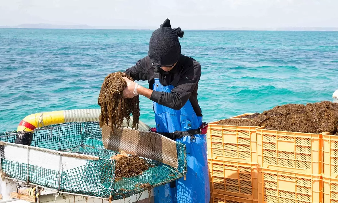 Brown seaweed: ocean nutrient beneficial for health