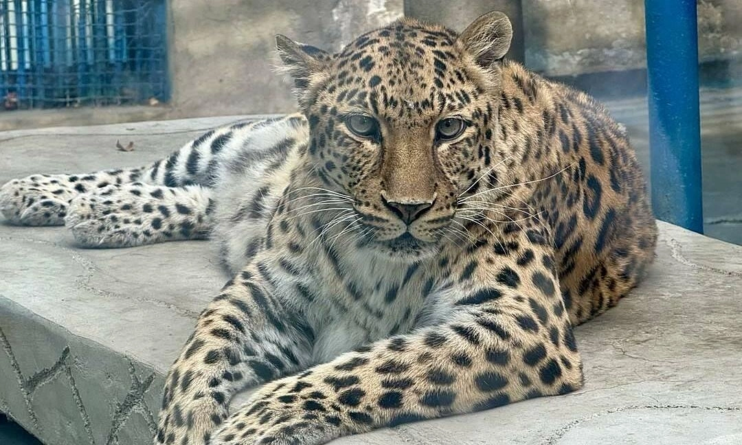 Chinese zoo draws attention for its overly plump animals