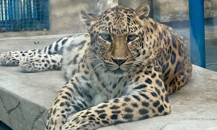Chinese zoo draws attention for its overly plump animals