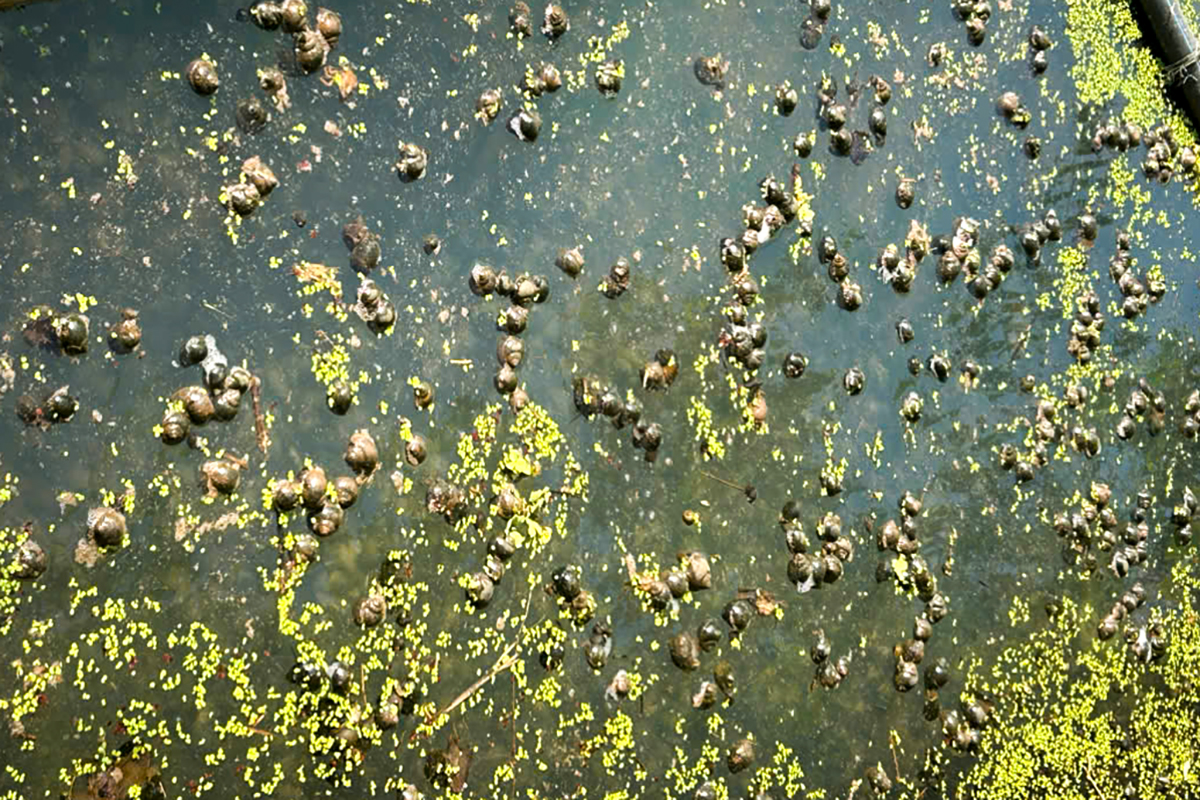 Mass snail deaths, suspected poisoning