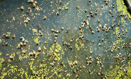 Mass snail deaths, suspected poisoning
