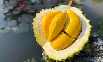Traders pay high commissions to hunt for off-season Musang King durian
