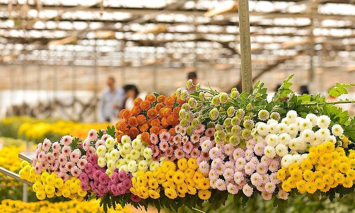 Japan spends nearly 800 billion VND on Vietnamese chrysanthemums