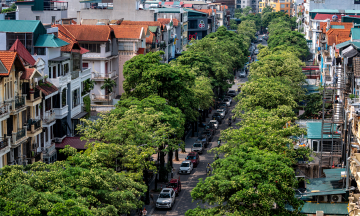 Milk flowers bloom across Hanoi's streets
