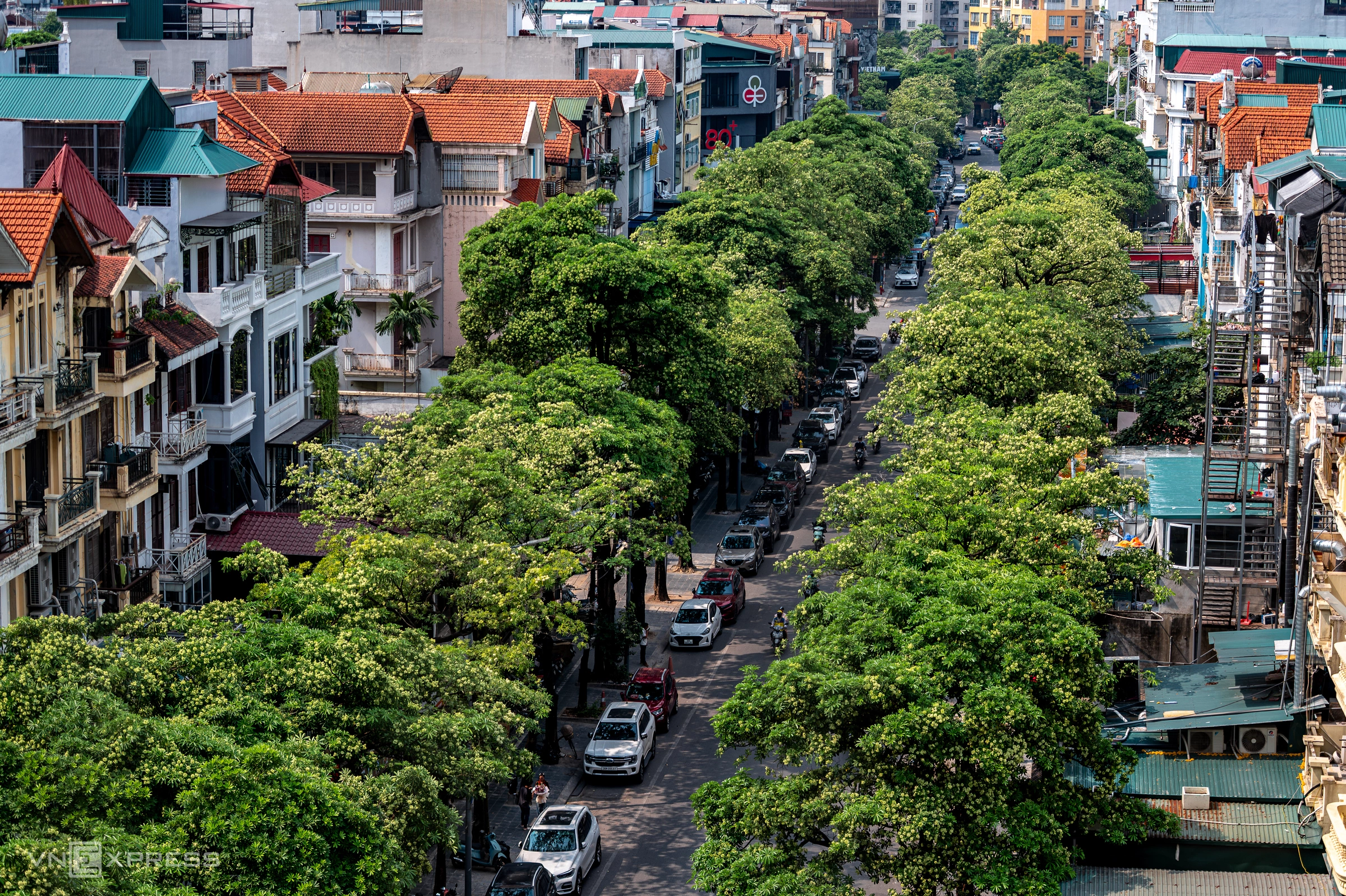 Milk flowers bloom across Hanoi's streets