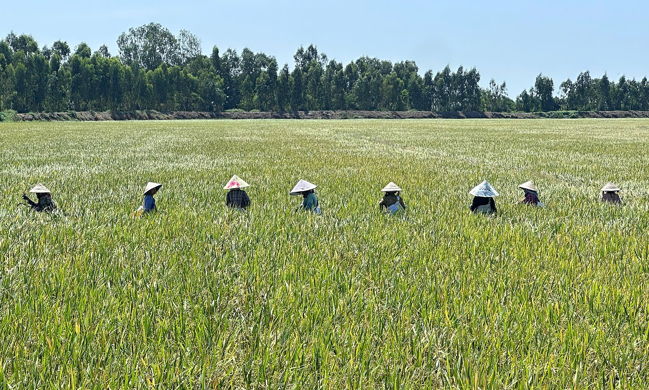 Low-emission rice farming boosts farmer profits by 9,3 million VND per hectare