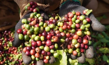 Gia Lai seeks path to bring agricultural products to global tables