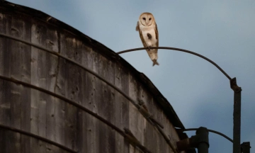 New York residents captivated by barn owl family
