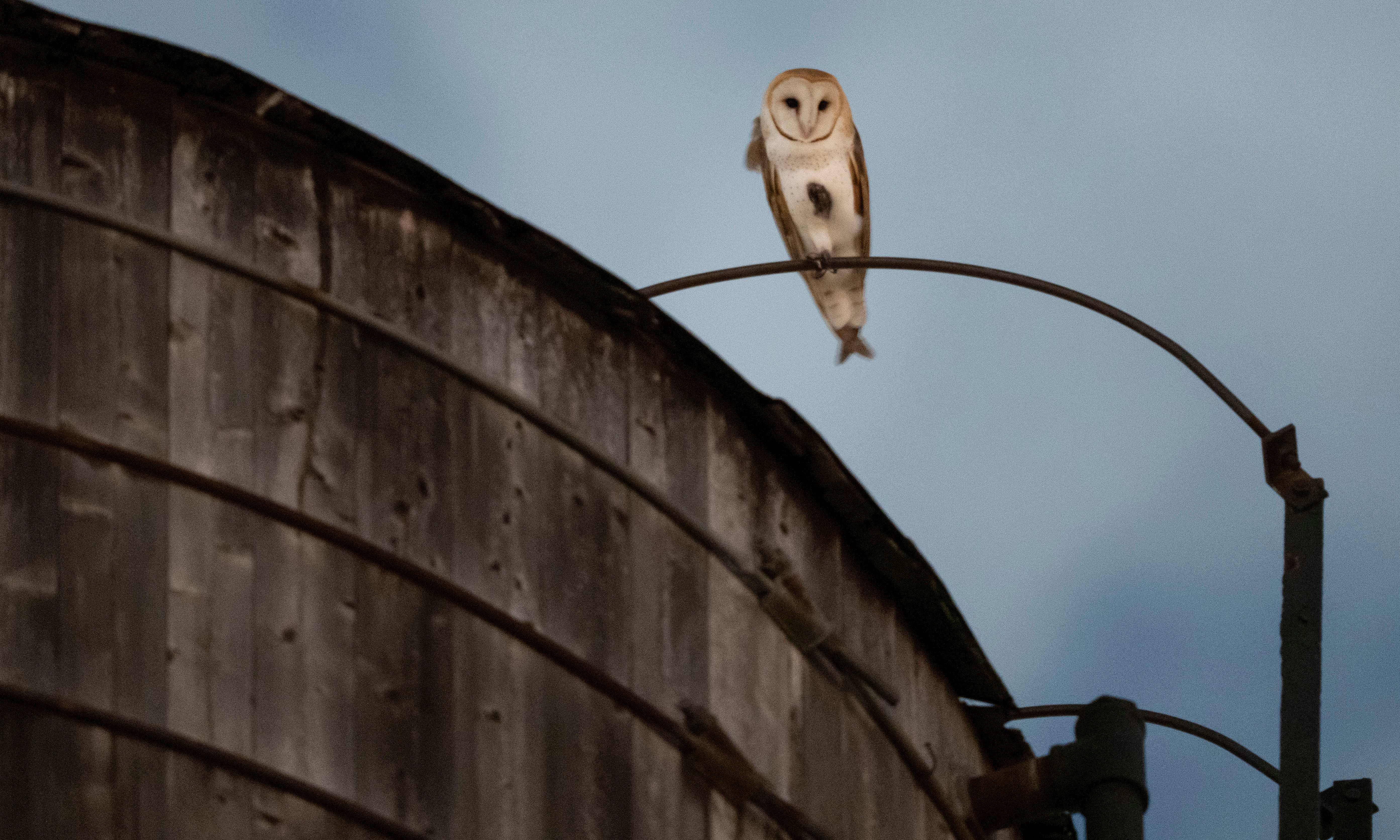 New York residents captivated by barn owl family