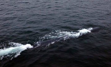 North Korea tests torpedo "using AI to track targets"