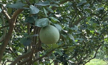 Three rules for eating pomelo without harming your stomach